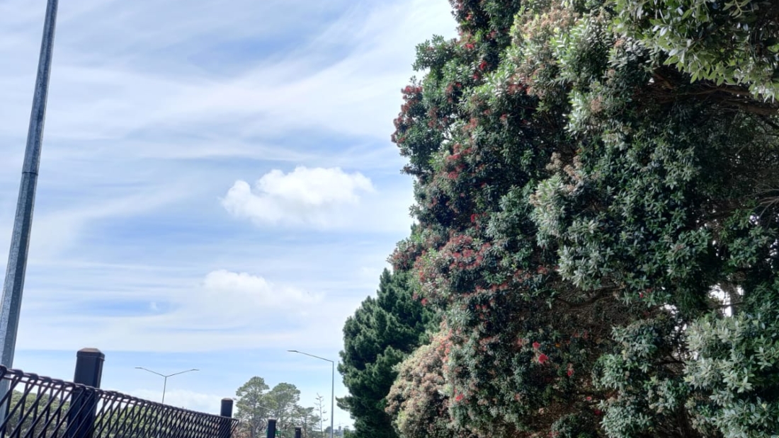 The North Western Cycleway in Auckland with its gorgeous pōhutukawa on a summer day