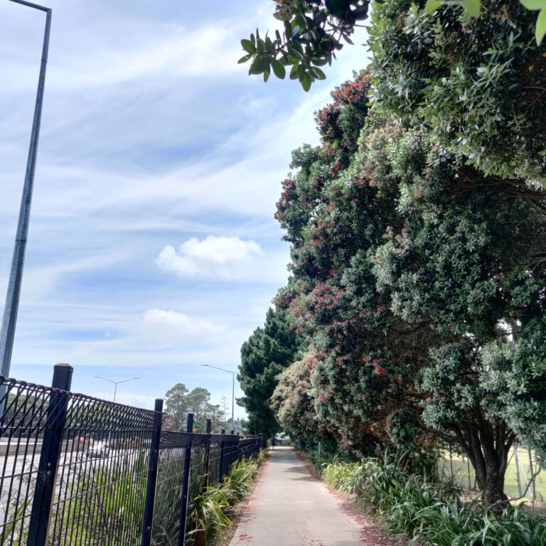 The North Western Cycleway in Auckland with its gorgeous pōhutukawa on a summer day