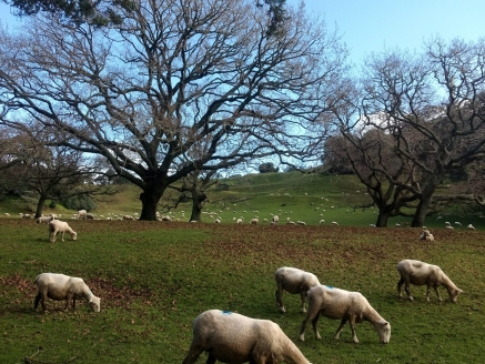 Sheep grazing grass with trees in the background.